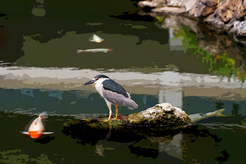 Night Heron And Koi Photography Art | Playful Gallery by Rob Harrison