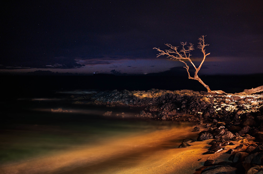 Solitary Tree Near Makena Beach, Maui