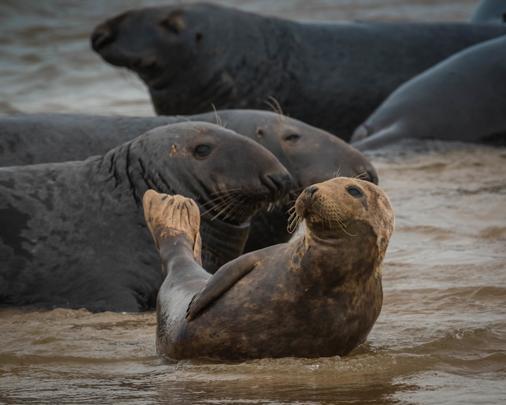 Cape Cod Seals (1) Photography Art | Monteux Gallery
