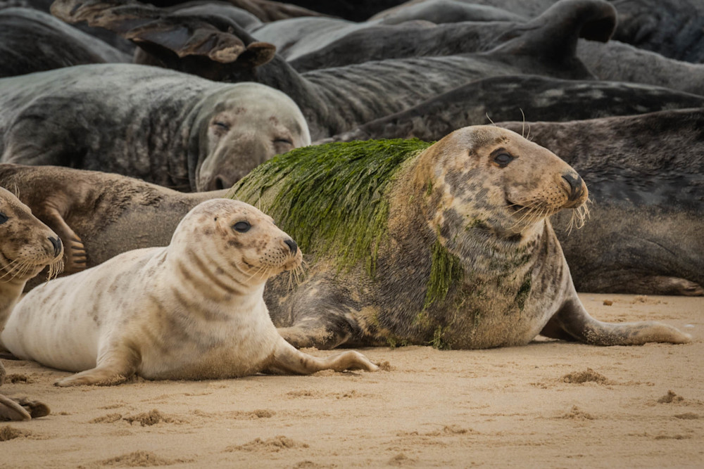Cape Cod Seals (2) Photography Art | Monteux Gallery