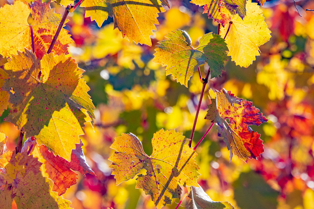 Wine Leaves Fall Photography Art | Webster Gallery