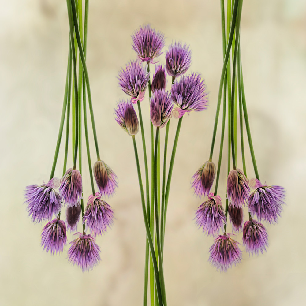 Chive Flowers Photography Art | Bob Boyd Salty Images