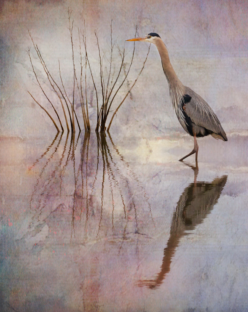 Great Blue Heron Wading Photography Art | Bob Boyd Salty Images