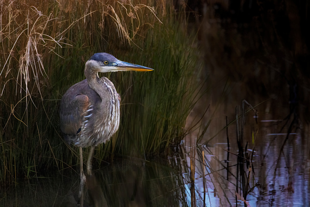 Great Blue Heron Waiting For Sunrise Photography Art | Bob Boyd Salty Images