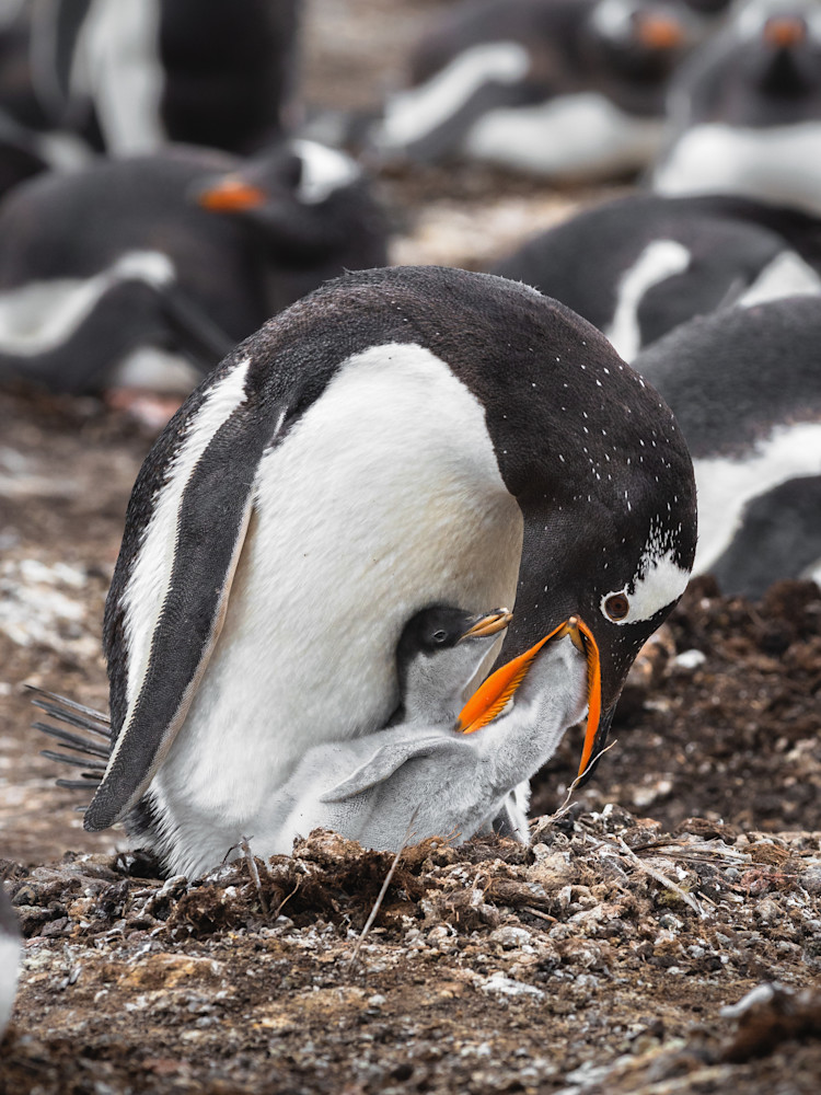 Gentoo Mother And Chicks // Falkland Islands Photography Art | Opila Media