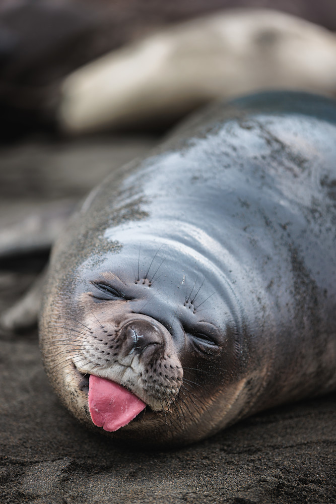 Baby Seal Sneeze // South Georgia Island Photography Art | Opila Media