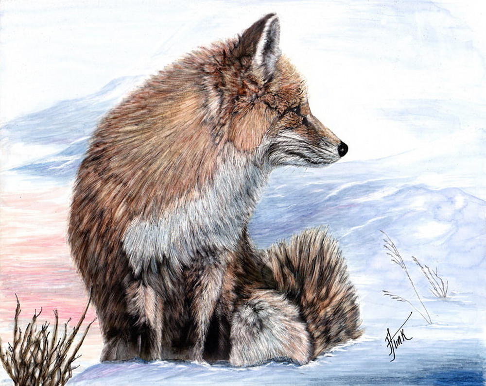 Snowy Red Fox Art | janetfunk