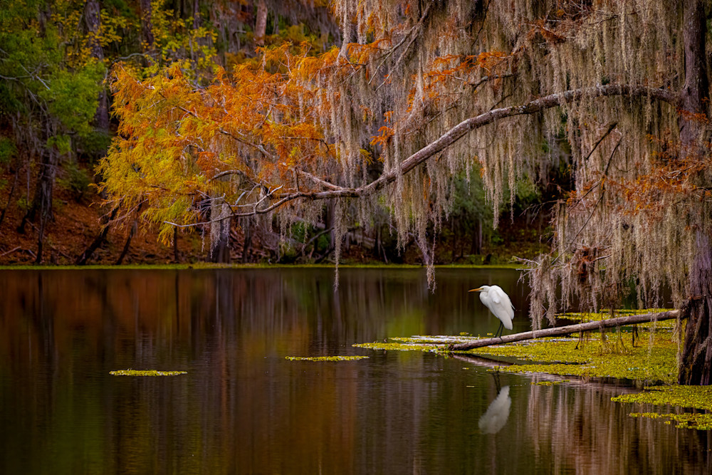 Autumnal Bayou Photography Art | David Downs Photography LLC
