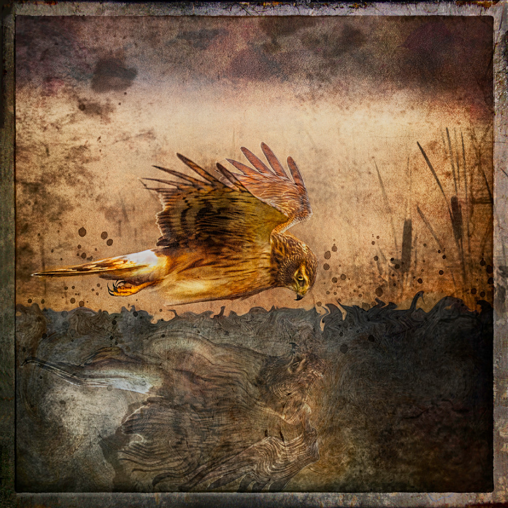Northern Harrier Fantasy Art Photography Art | Bob Boyd Salty Images