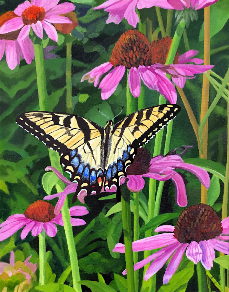 Tiger Swallowtail In Coneflowers  Art | Judy's Art Co.