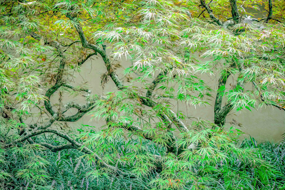 Japanese Tree Photography Art | John's Photos