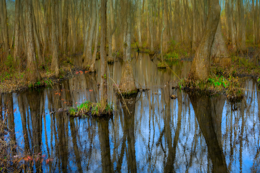 Swamp Life Photography Art | John's Photos