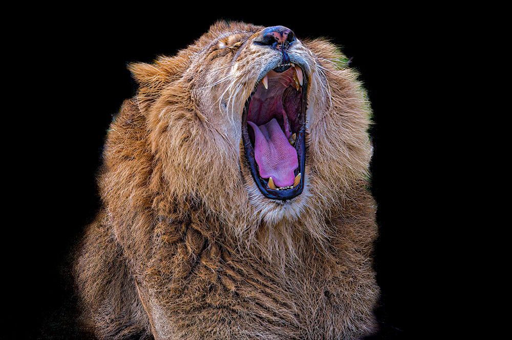 Roaring Lion Photography Art | John's Photos