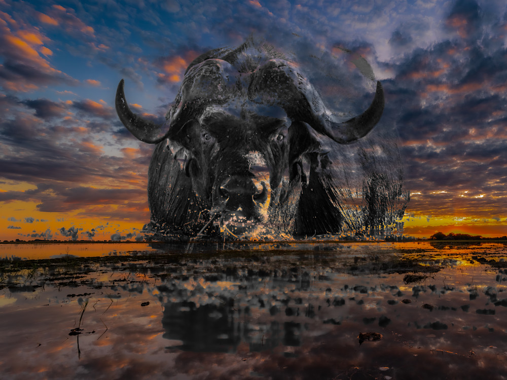 Cape Buffalo Coming 3 Photography Art | LeatherMark Productions