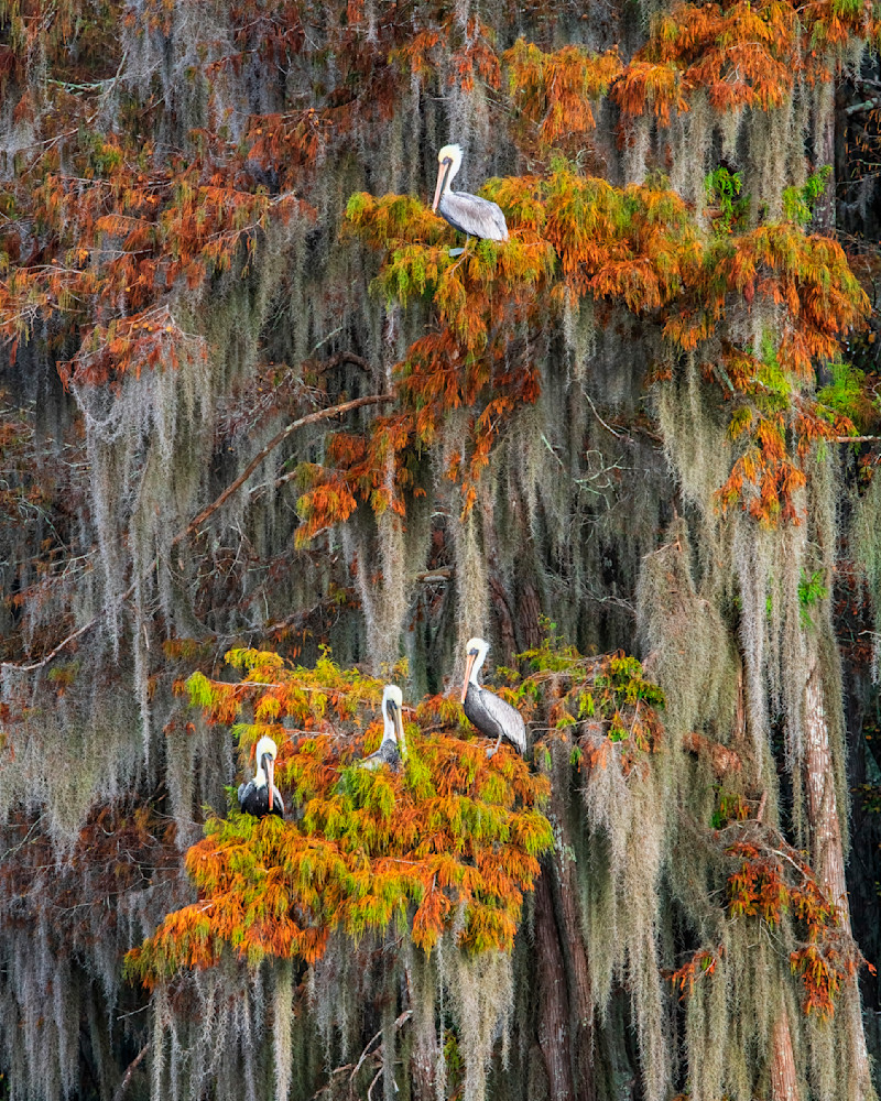 Autumn Pelicans - Louisiana swamp fine-art photography prints