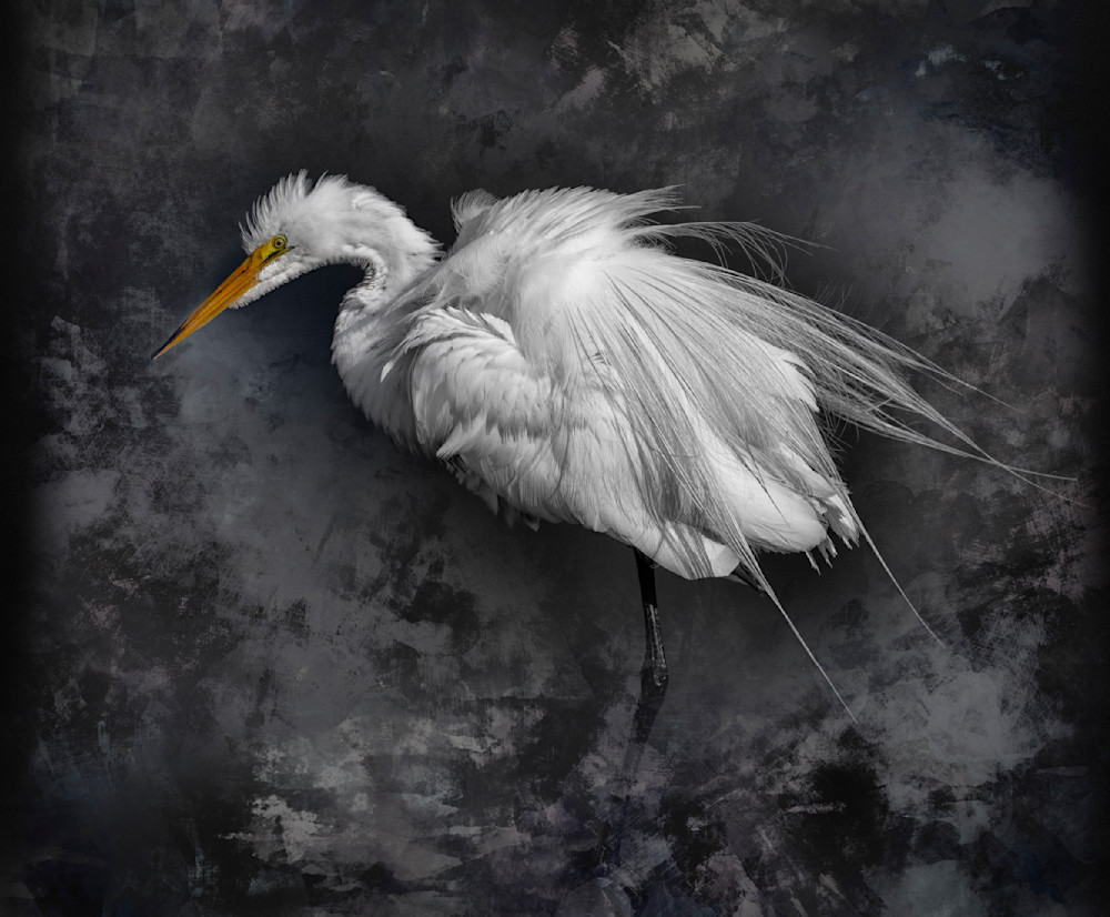 Great Egret Resting During Courtship Photography Art | Bob Boyd Salty Images