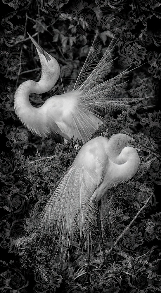 Great Egrets Courtship Display Photography Art | Bob Boyd Salty Images