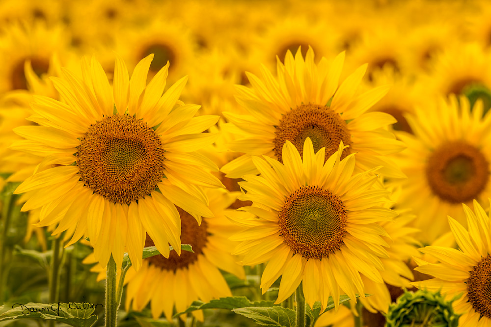 Sunflower_field_Delta_2020_1