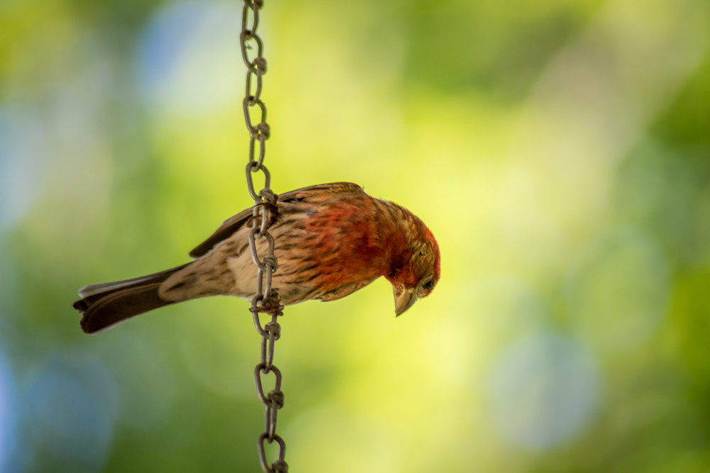 House Finch On The Front Porch Photography Art | Nerd Network Inc