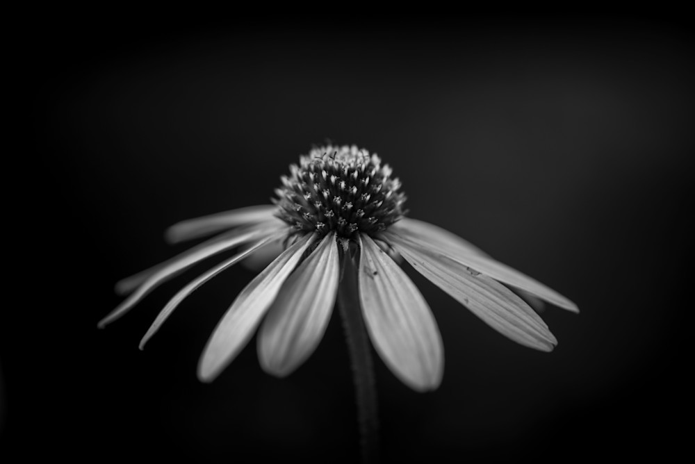 Black And White Cone Flower Photography Art | Nerd Network Inc