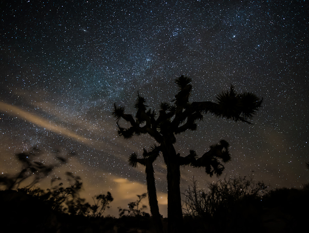 Joshua Tree Night Photography Art | Greg Wyatt Photography