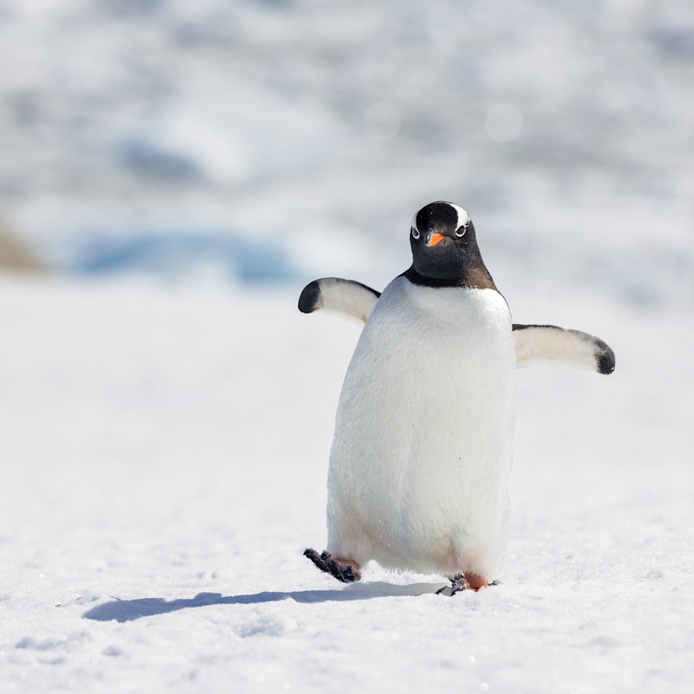 Happy Feet // Antarctica Photography Art | Opila Media