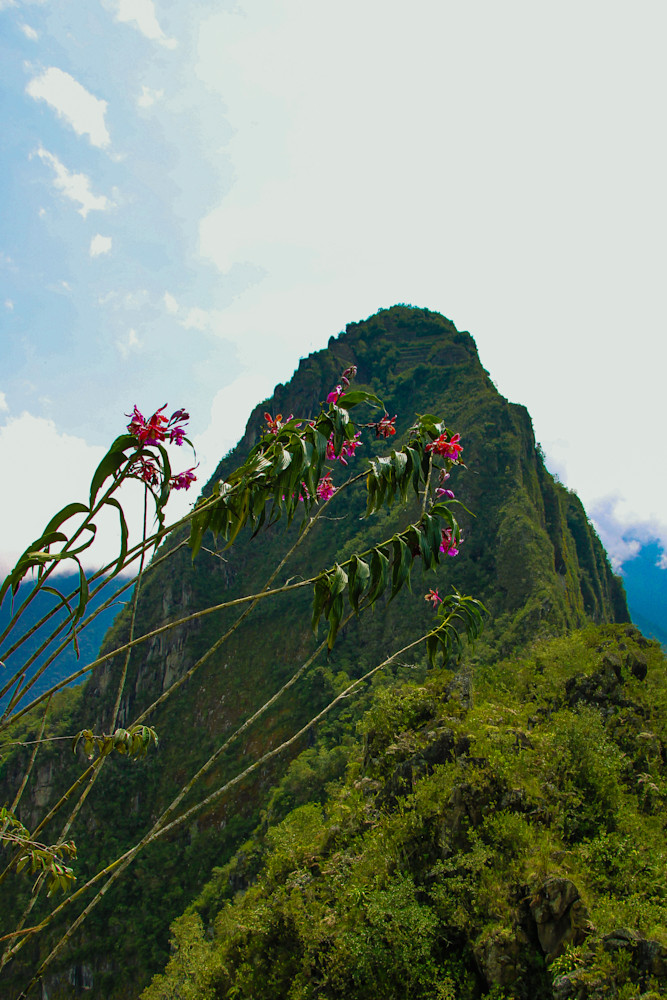 Flowers With Huayna Picchu In The Distance Photography Art | Sam Gilliss | Visual Arts