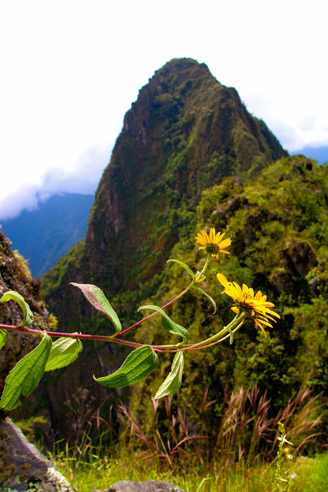 Daisy's At Machu Picchu Photography Art | Sam Gilliss | Visual Arts