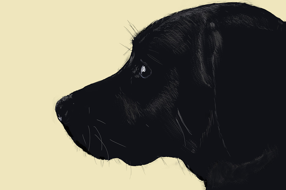 Pensive Black Lab Photography Art | Playful Gallery by Rob Harrison