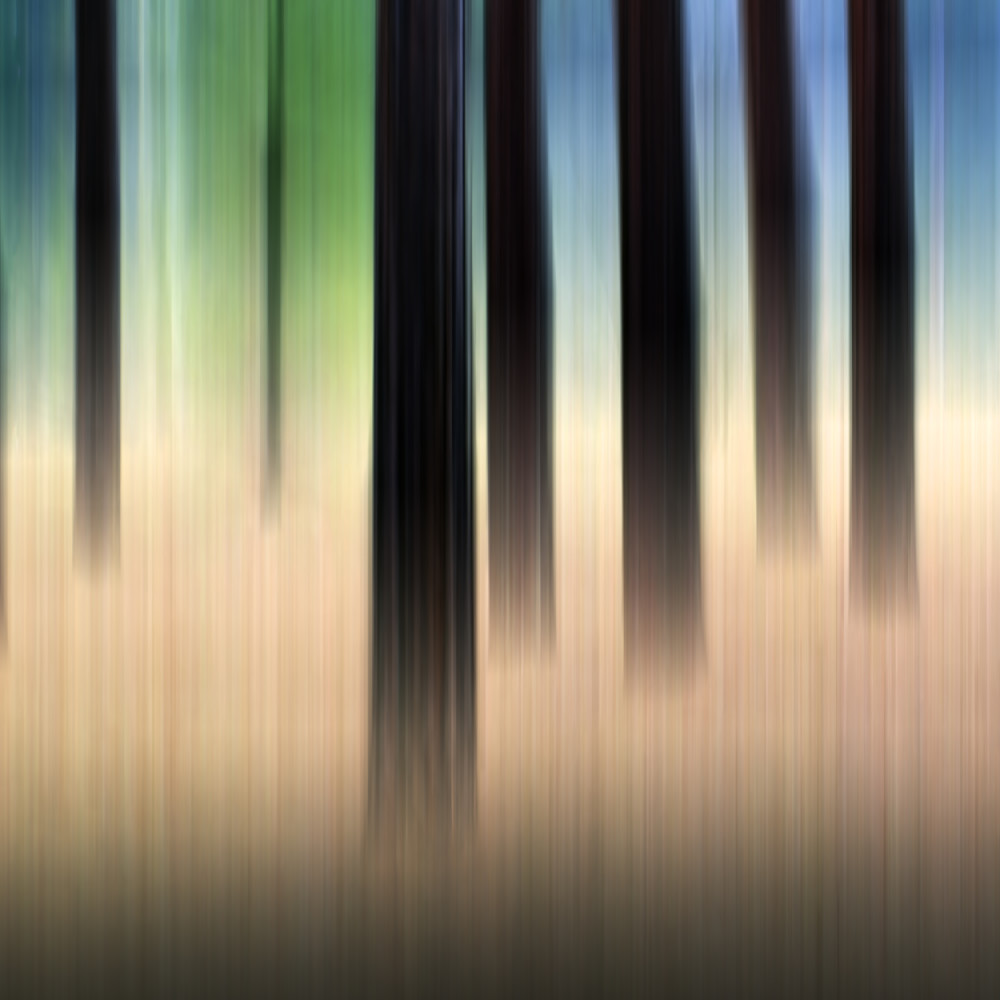 Forest Abstraction No.2 Photography Art | 3rdEye Photographic