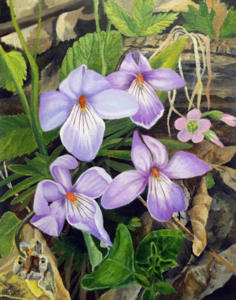 Birdfoot Violets Art | Judy's Art Co.