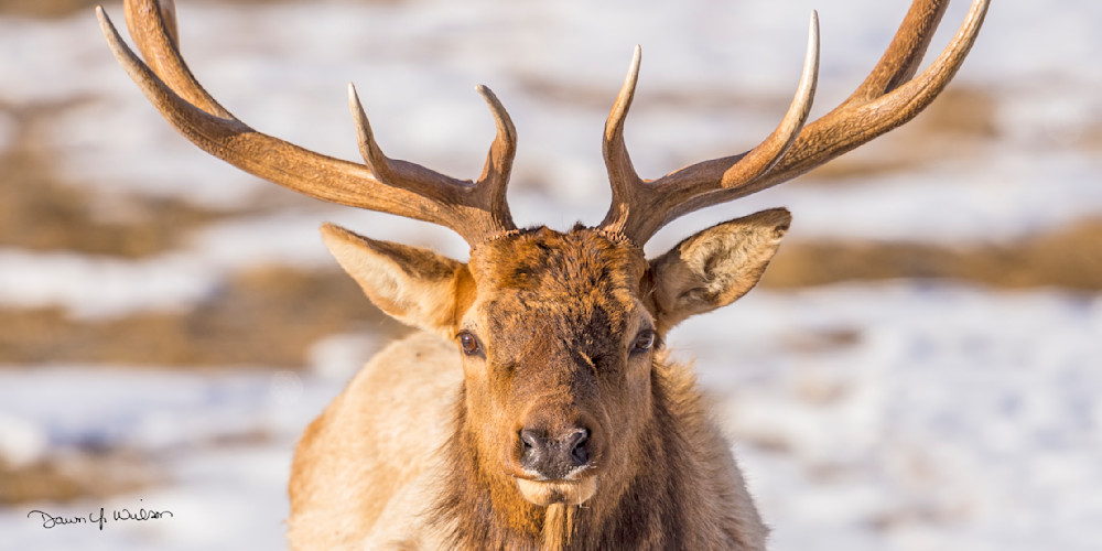 Elk_RMNP_2019_1