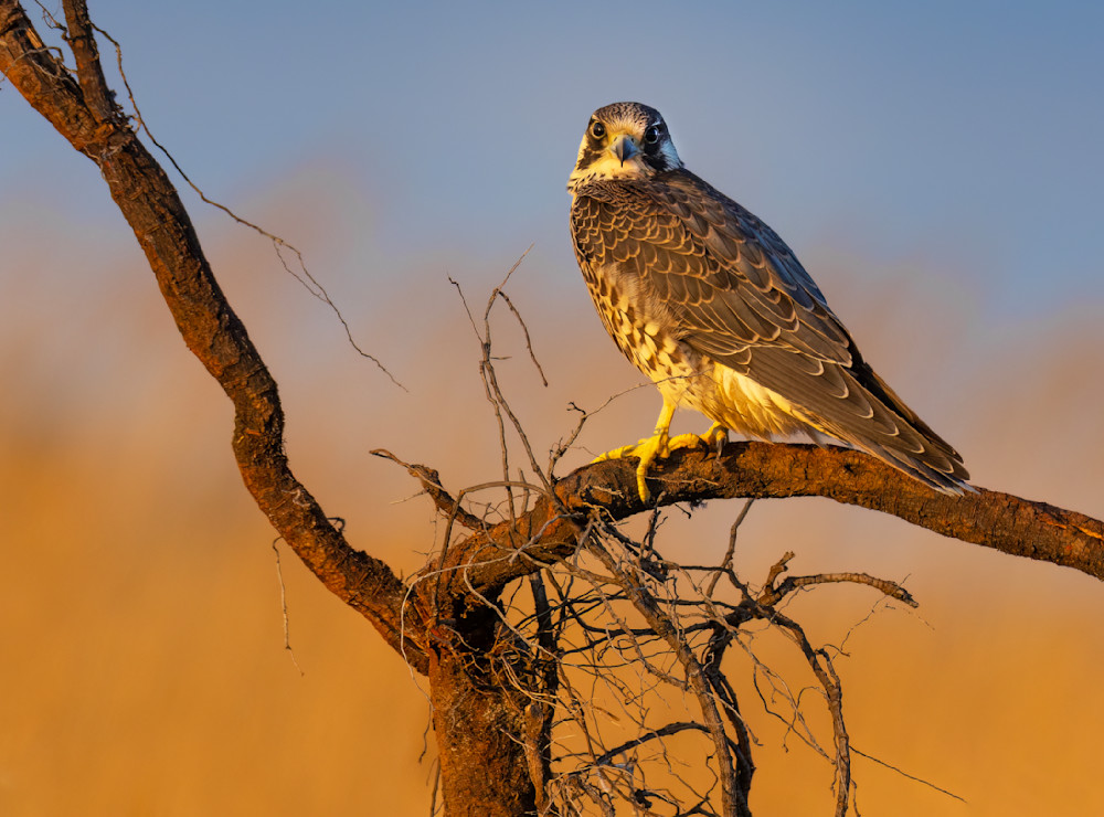 Peregrine Falcon Photography Art | Bob Boyd Salty Images