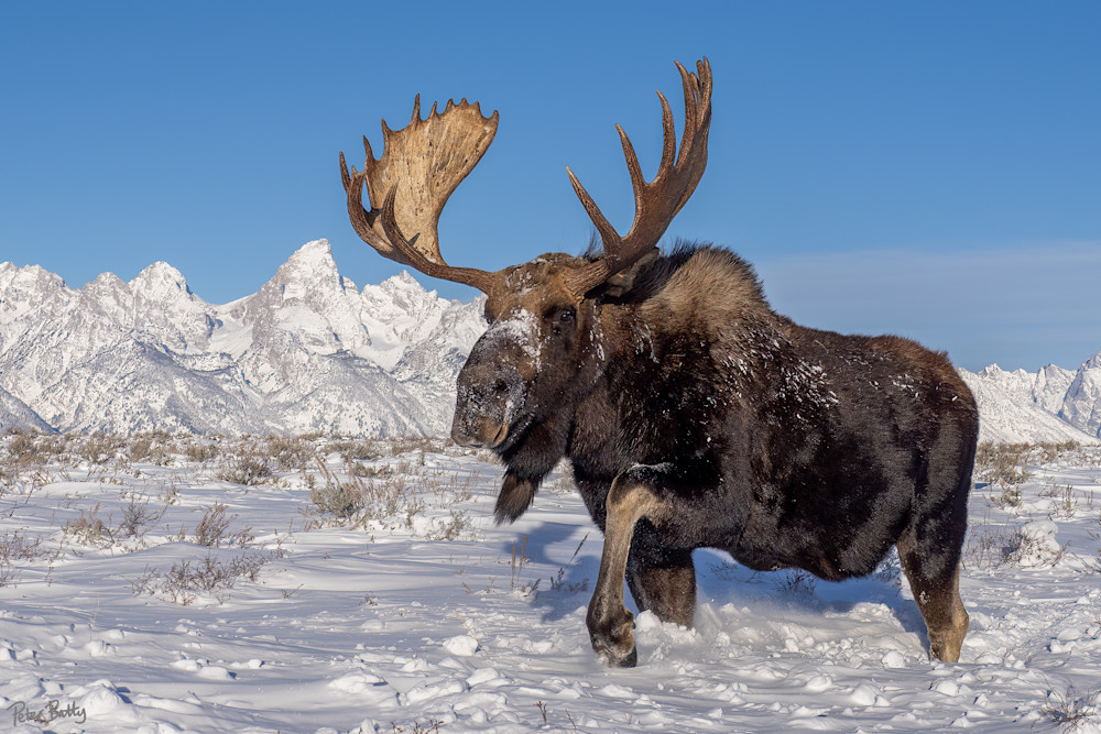 Snowy Teton Moose I Photography Art | Peter Batty Photography