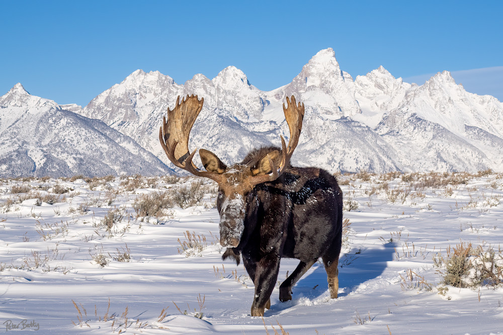 Snowy Teton Moose Ii Photography Art | Peter Batty Photography