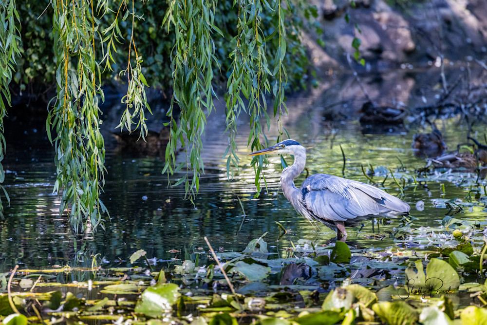 Great Blue Heron Photography Art | Shelly Priest Photography