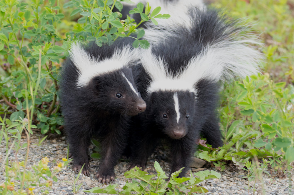 Baby Skunks Photography Art | Monteux Gallery