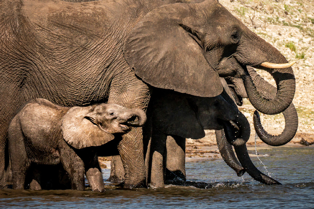 Elephants At The River Photography Art | Patricia Claire Photography