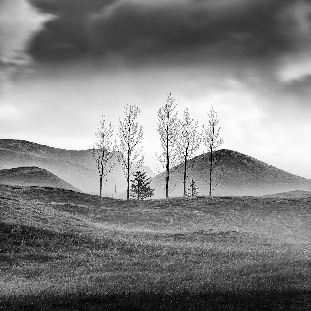7 Trees  Study2 Art | Roy Fraser Photographer