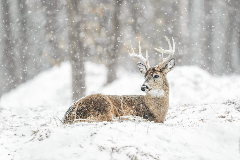 Resting Buck Art | Trevor Pottelberg Photography