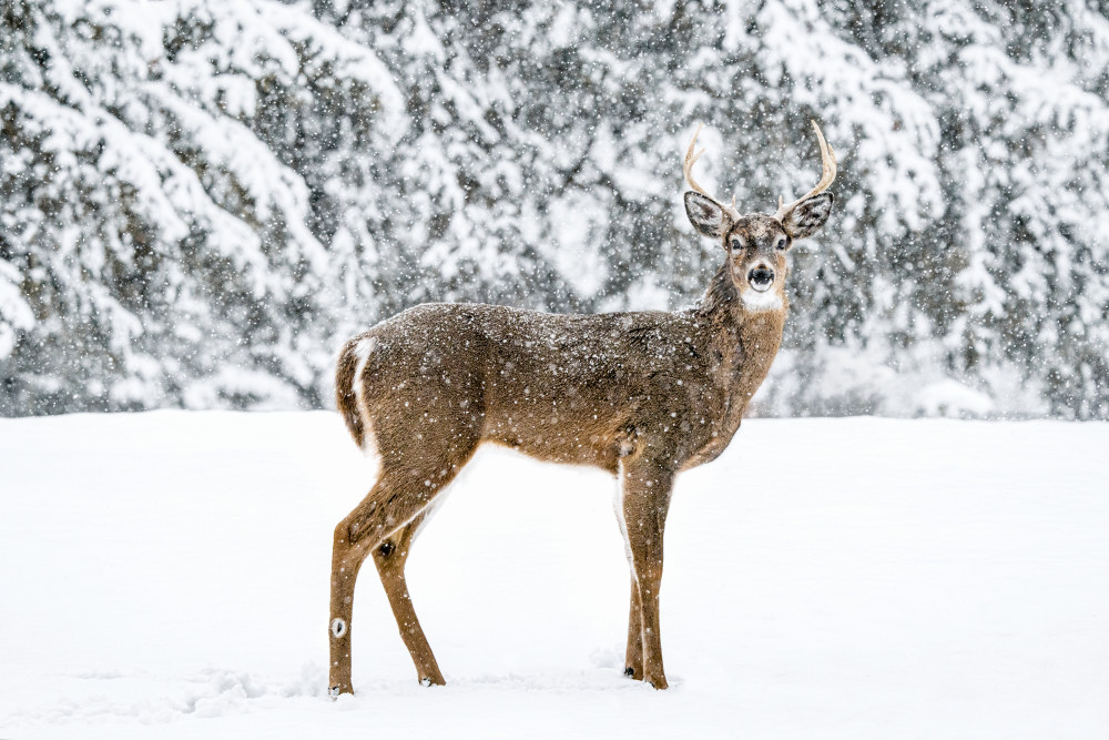 Snow Buck Art | Trevor Pottelberg Photography