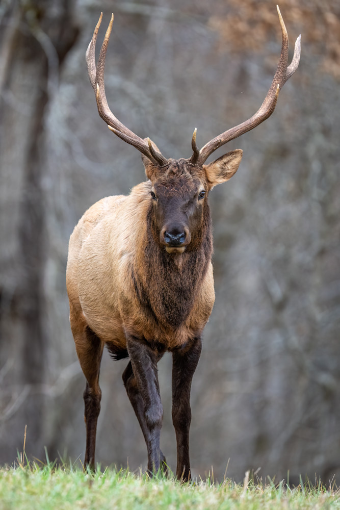 Bull Elk Portrait Photography Art | Amber Favorite Photography