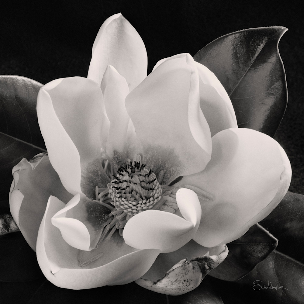 Magnolia No 1 Art | Sondra Wampler | fine art