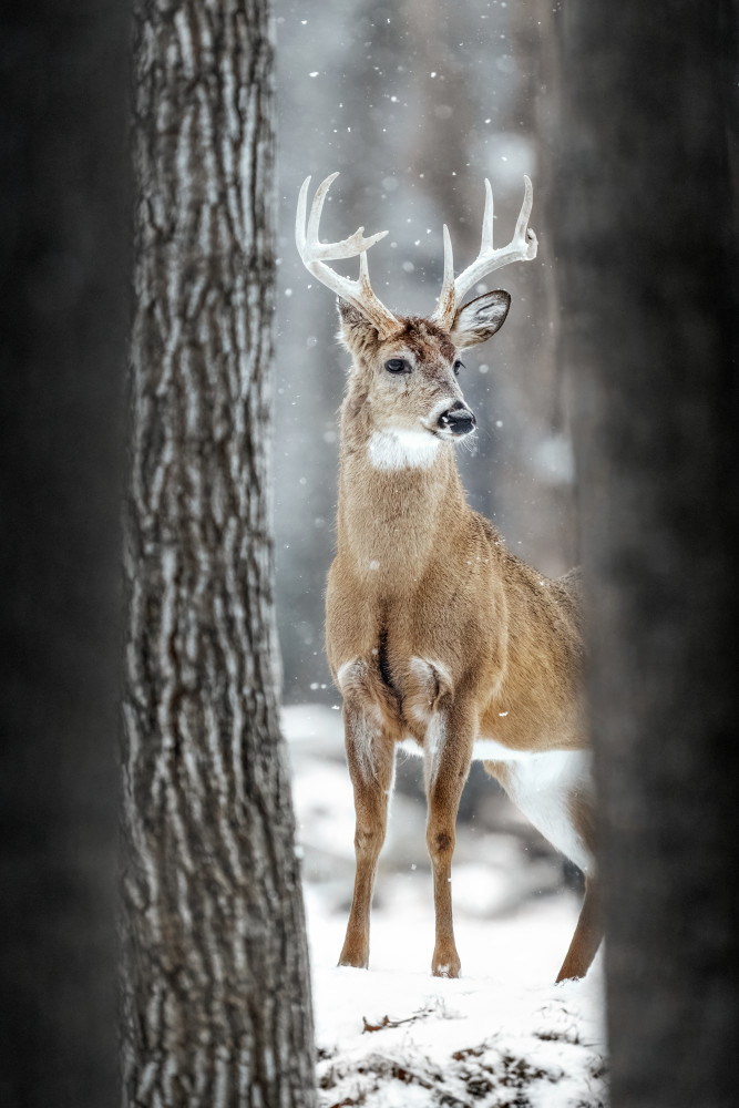 Wandering The Winter Woodland Art | Trevor Pottelberg Photography