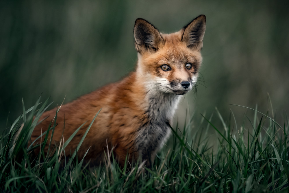 Those Eyes Art | Trevor Pottelberg Photography