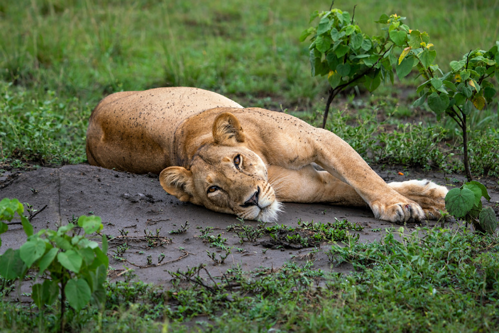 Lazy Queen Photography Art | Dick Nagel Photography