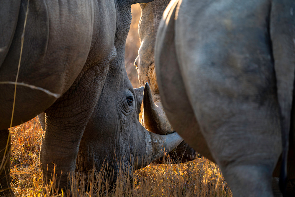 Rhino Duel Photography Art | Dick Nagel Photography
