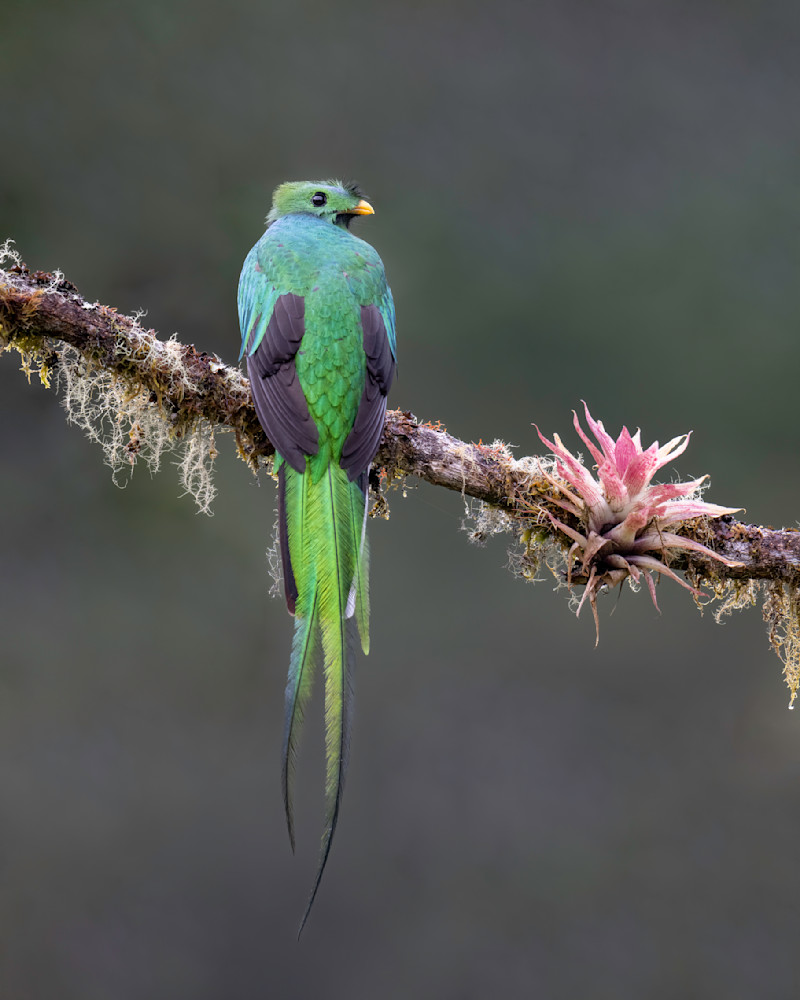 Resplendent Quetzal, Costa Rica Photography Art | Tom Ingram Photography