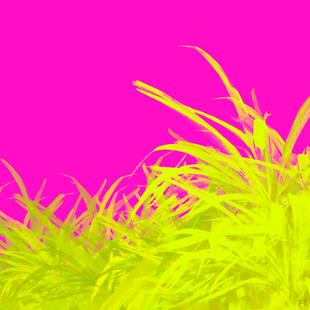 Palm Pop Yellow On Pink Art | Totisu