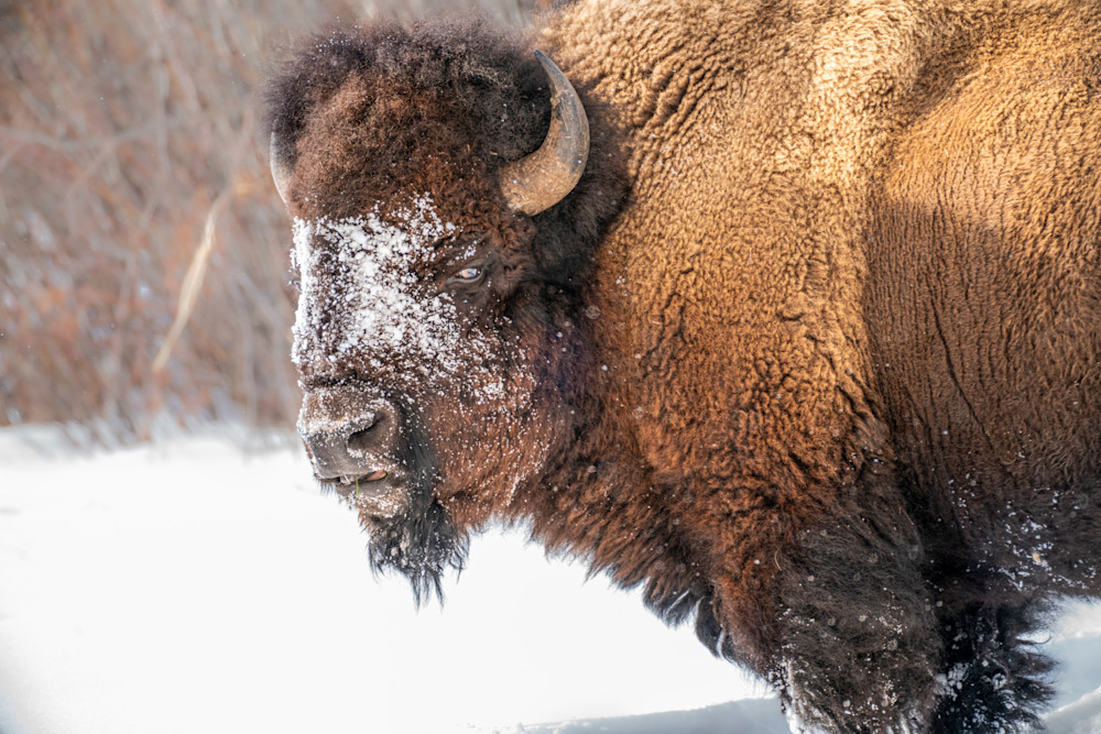 Bison Winter Portrait